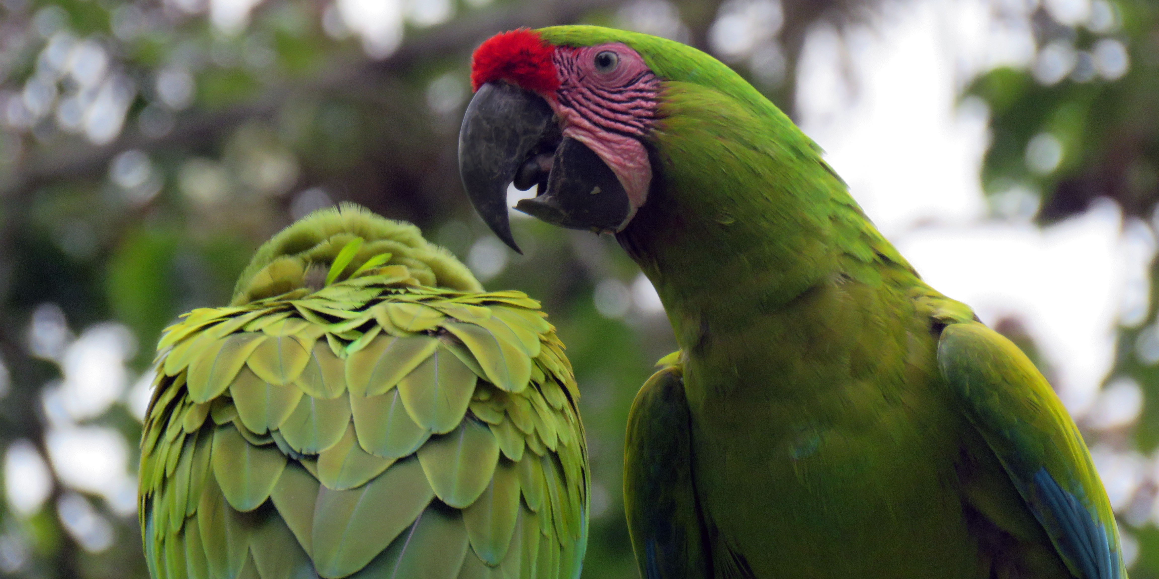 REINTRODUCTION: GREAT GREEN MACAW